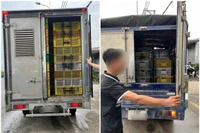 Phát hiện 4 xe tải chở hàng nghìn gia cầm giống vi phạm quy định thú y 