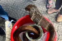 Dừng xe giữa phố, lộ bình rượu ngâm rắn hổ mang chúa