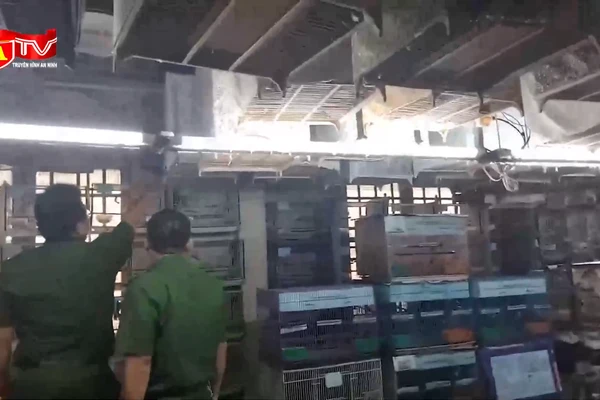 Bắt quả tang cơ sở gom hàng chục chim hoang dã quý hiếm để bán trái phép