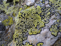 Điểm tên các loài địa y đẹp và kỳ lạ nhất thế giới