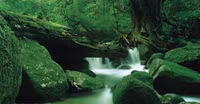 Khám phá đảo Yakushima, dấu tích còn lại của một khu rừng cổ ôn đới