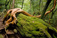 Khám phá đảo Yakushima, dấu tích còn lại của một khu rừng cổ ôn đới