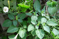 Loài cây nguy hiểm nhất thế giới mọc hoang nhiều ở Việt Nam