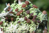 Điểm tên các loài địa y đẹp và kỳ lạ nhất thế giới