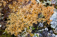 Điểm tên các loài địa y đẹp và kỳ lạ nhất thế giới