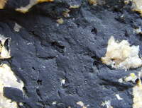 Điểm tên các loài địa y đẹp và kỳ lạ nhất thế giới