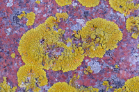 Điểm tên các loài địa y đẹp và kỳ lạ nhất thế giới