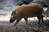 Những điều kỳ thú về loài lợn bơi giỏi, chạy nhanh ở châu Phi