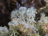 Điểm tên các loài địa y đẹp và kỳ lạ nhất thế giới