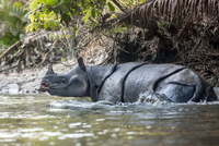 Những loài tê giác quý hiếm còn tồn tại trên trái đất 