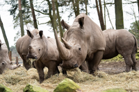 Những loài tê giác quý hiếm còn tồn tại trên trái đất 
