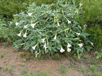 Loài cây nguy hiểm nhất thế giới mọc hoang nhiều ở Việt Nam