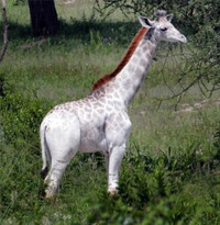 Những loài động vật bạch tạng 