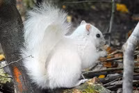 Những loài động vật bạch tạng 