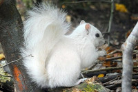 Những loài động vật bạch tạng 