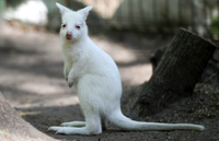 Những loài động vật bạch tạng 