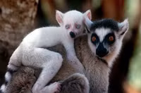 Những loài động vật bạch tạng 