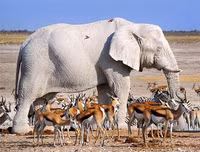 Những loài động vật bạch tạng 