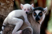 Những loài động vật bạch tạng 