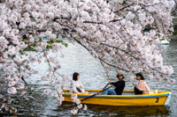 Ngắm hoa anh đào nở sớm ở Nhật Bản