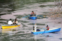 Hoa anh đào nở sớm ở Nhật Bản 