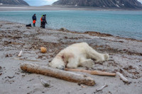 Khám phá vùng đất của băng và gấu Bắc Cực nơi 