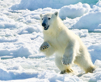 Khám phá vùng đất của băng và gấu Bắc Cực nơi 