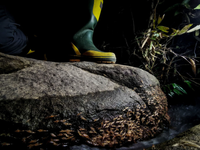 Kỳ lạ hiện tượng thiên nhiên, tôm 