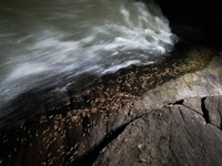 Kỳ lạ hiện tượng thiên nhiên, tôm 