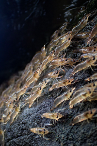 Kỳ lạ hiện tượng thiên nhiên, tôm 