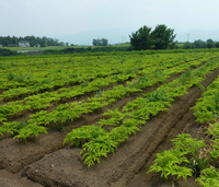 Loài cây ra hoa kỳ dị, được làm món ăn cực ngon và là dược liệu quý