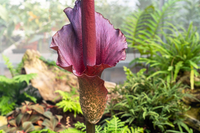 Loài cây ra hoa kỳ dị, được làm món ăn cực ngon và là dược liệu quý