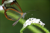 Ấn tượng về loài 