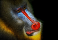 Những điều kỳ lạ về loài khỉ mặt chó