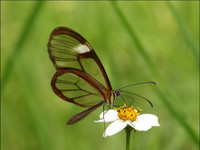 Ấn tượng về loài 