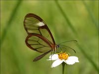 Ấn tượng về loài 