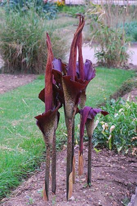 Loài cây ra hoa kỳ dị, được làm món ăn cực ngon và là dược liệu quý