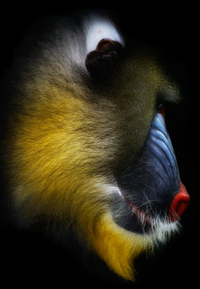 Những điều kỳ lạ về loài khỉ mặt chó