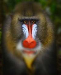 Những điều kỳ lạ về loài khỉ mặt chó