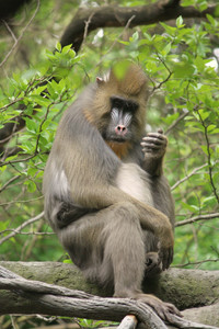 Những điều kỳ lạ về loài khỉ mặt chó