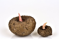 Loài cây ra hoa kỳ dị, được làm món ăn cực ngon và là dược liệu quý