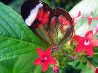 Ấn tượng về loài 