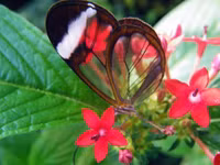 Ấn tượng về loài 