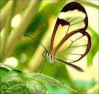 Ấn tượng về loài 