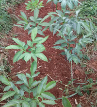 Loài cây ra hoa kỳ dị, được làm món ăn cực ngon và là dược liệu quý