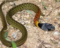 Loài rắn bảy màu mang nọc độc nguy hiểm