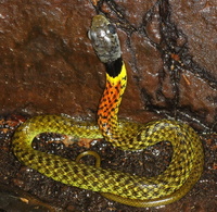 Loài rắn bảy màu mang nọc độc nguy hiểm