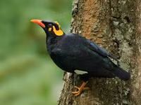 Loài chim biết nói tiếng người rất giỏi, được vua chúa yêu thích