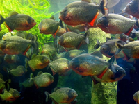 Điểm tên những loài động vật đi săn tập thể khiến con mồi khiếp sợ