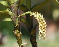 Điểm tên những loài hoa lan rừng cực hiếm, có tên trong Sách đỏ Việt Nam